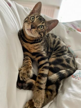 Bengalische Kätzchen mit Stammbaum zu verkaufen.