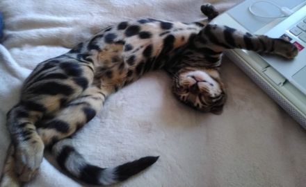 Bengalische Kätzchen mit Stammbaum zu verkaufen.