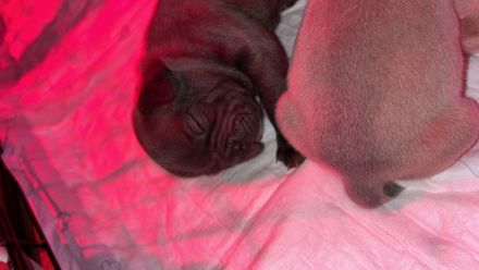 Französische Bulldogge