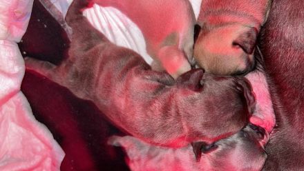 Französische Bulldogge