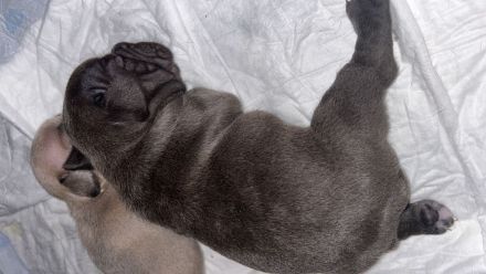 Französische Bulldogge