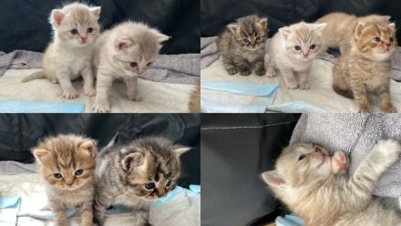 Reinrassige BKH Kitten