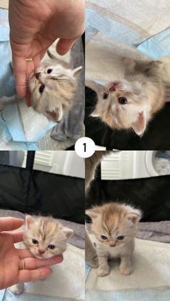 Reinrassige BKH Kitten