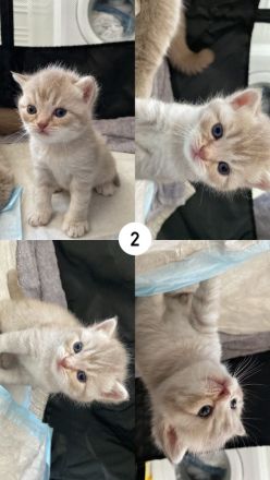 Reinrassige BKH Kitten