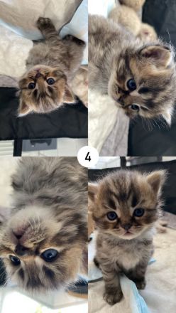 Reinrassige BKH Kitten