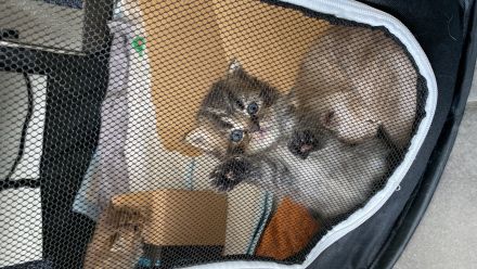 Reinrassige BKH Kitten