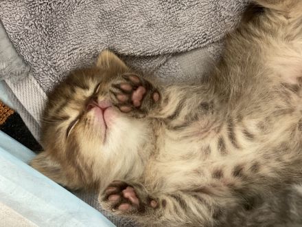 Reinrassige BKH Kitten