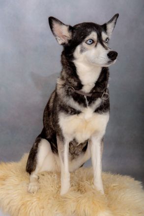 Traumhafte Husky Welpen ##Blaue Augen##