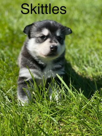 Traumhafte Husky Welpen ##Blaue Augen##