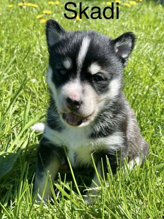 Traumhafte Husky Welpen ##Blaue Augen##