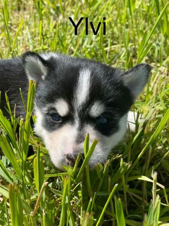Traumhafte Husky Welpen ##Blaue Augen##