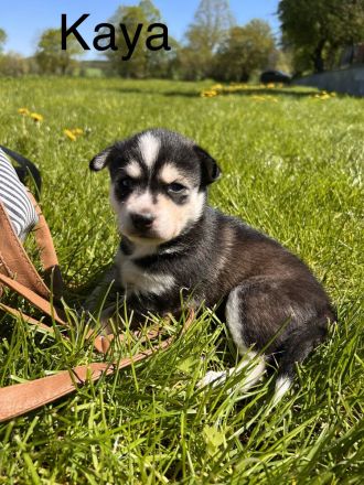 Traumhafte Husky Welpen ##Blaue Augen##
