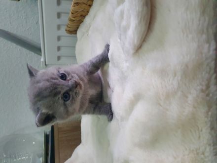 Reinrassige BKH Kitten