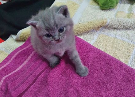 Reinrassige BKH Kitten