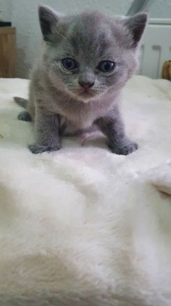 Reinrassige BKH Kitten
