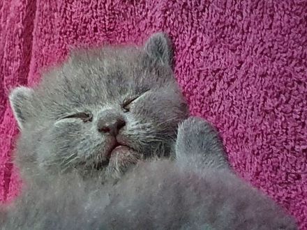 Reinrassige BKH Kitten