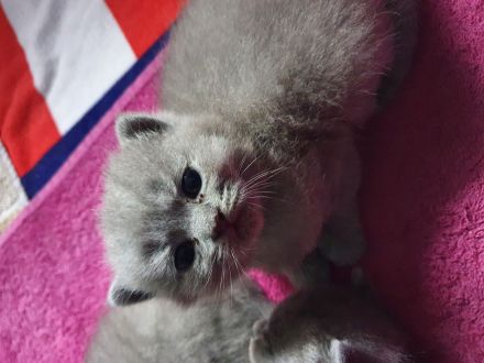 Reinrassige BKH Kitten