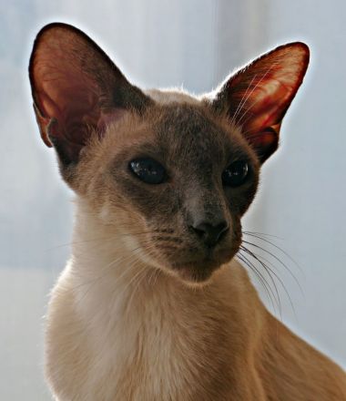 Weak in the Knees for Siamese ? Siam (moderner Typ ähnlich OKH)