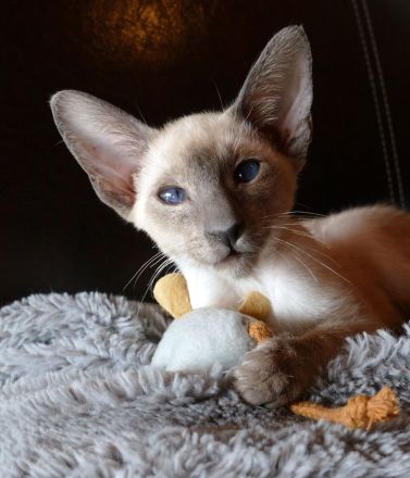 Weak in the Knees for Siamese ? Siam (moderner Typ ähnlich OKH)