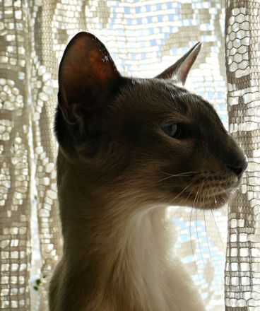 Weak in the Knees for Siamese ? Siam (moderner Typ ähnlich OKH)