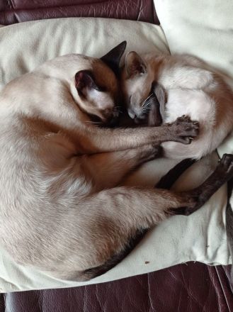 Weak in the Knees for Siamese ? Siam (moderner Typ ähnlich OKH)