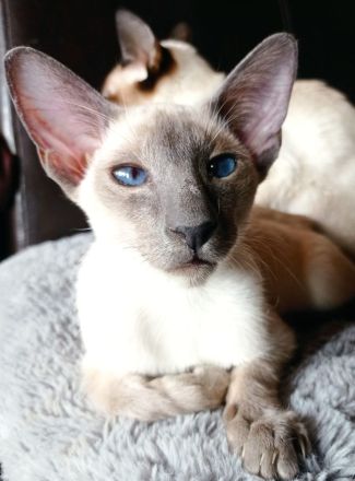 Weak in the Knees for Siamese ? Siam (moderner Typ ähnlich OKH)