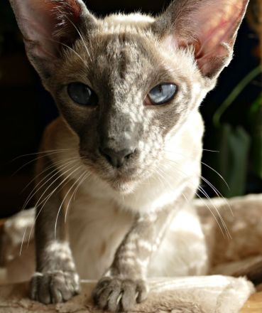 Weak in the Knees for Siamese ? Siam (moderner Typ ähnlich OKH)