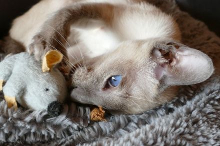 Weak in the Knees for Siamese ? Siam (moderner Typ ähnlich OKH)