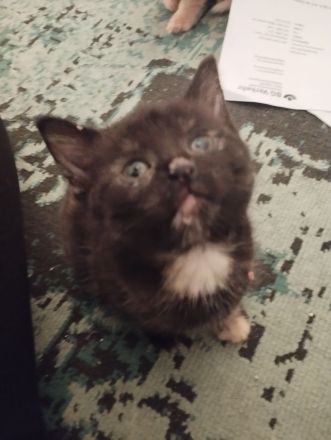 Amerikanisch Kurzhaar Kitten suchen Dosenöffner