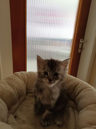 Reinrassige Maine coon kitten
