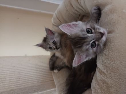 Reinrassige Maine coon kitten
