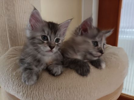 Reinrassige Maine coon kitten