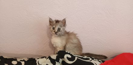 Reinrassige Maine coon kitten