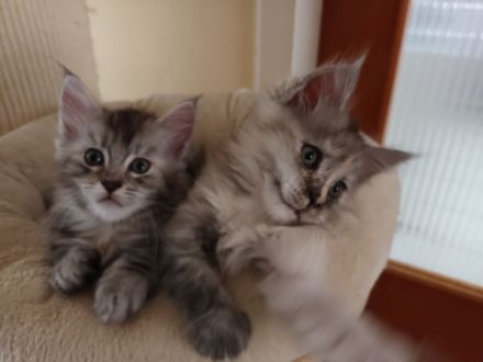 Reinrassige Maine coon kitten