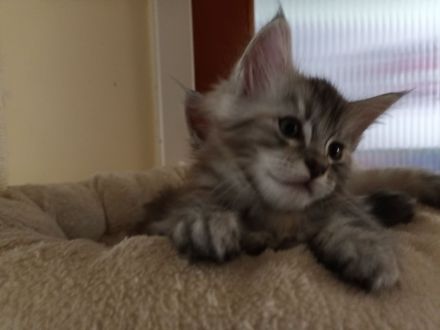 Reinrassige Maine coon kitten