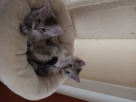 Reinrassige Maine coon kitten