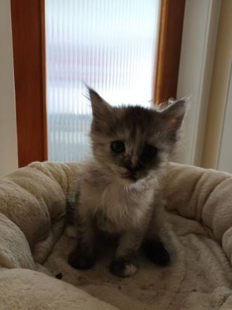 Reinrassige Maine coon kitten