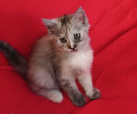 Reinrassige Maine coon kitten