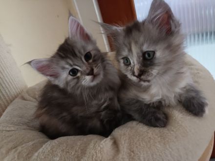Reinrassige Maine coon kitten