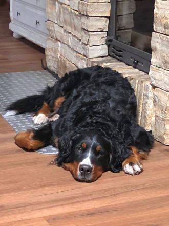 Berner Sennenhund - Wurfankündigung