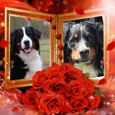 Berner Sennenhund - Wurfankündigung