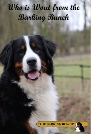 Berner Sennenhund - Wurfankündigung