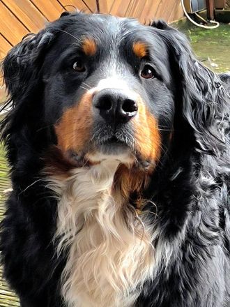 Berner Sennenhund - Wurfankündigung