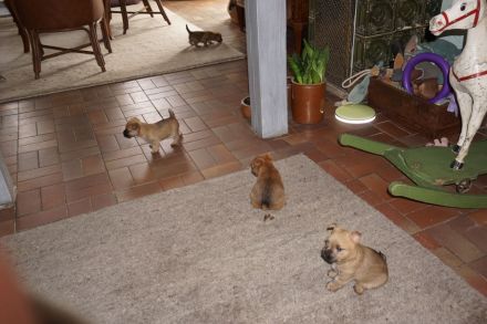 Cairn Terrierwelpen: 2 Rüden suchen noch tolle Adoptiveltern