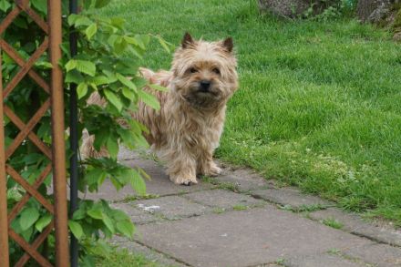 Cairn Terrierwelpen: 2 Rüden suchen noch tolle Adoptiveltern