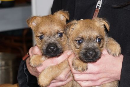 Cairn Terrierwelpen: 2 Rüden suchen noch tolle Adoptiveltern