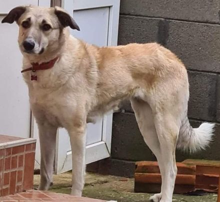 liebe,kastrierte Jamila in dem Tötungstierheim in Rumänien, verweigert das Futter;wer rettet sie?Wir