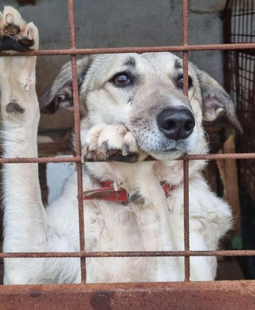 liebe,kastrierte Jamila in dem Tötungstierheim in Rumänien, verweigert das Futter;wer rettet sie?Wir
