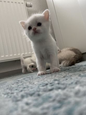 Süße BKH/BLH Kitten