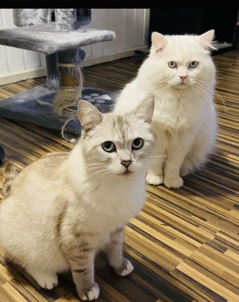 Süße BKH/BLH Kitten